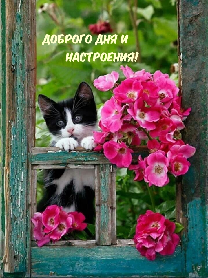 Доброго дня и настроения!
