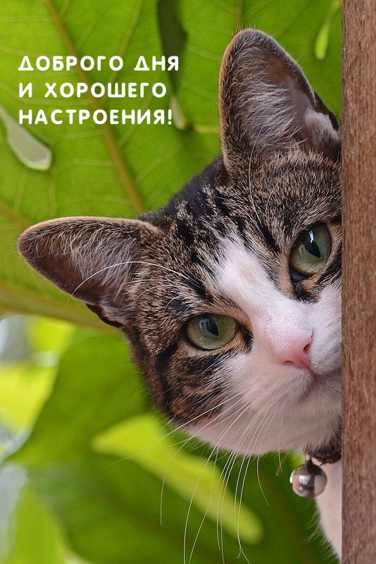 Доброго дня и хорошего настроения!