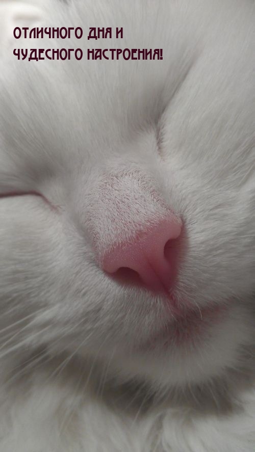 Отличного дня и чудесного настроения!