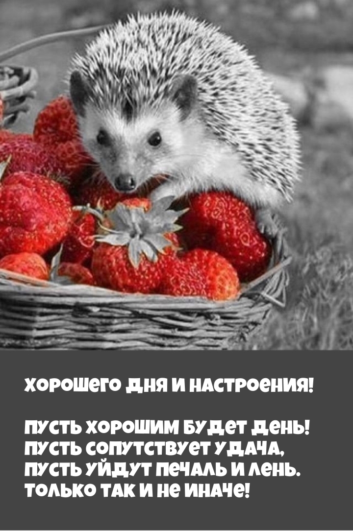 Хорошего дня и настроения! Пусть хорошим будет день!