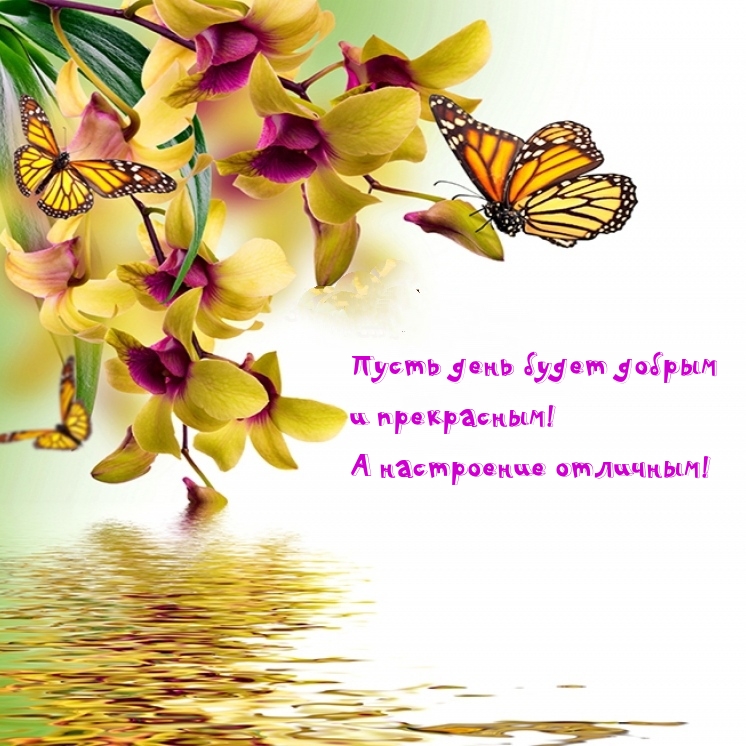 Пусть день будет добрым и прекрасным! А настроение отличным!