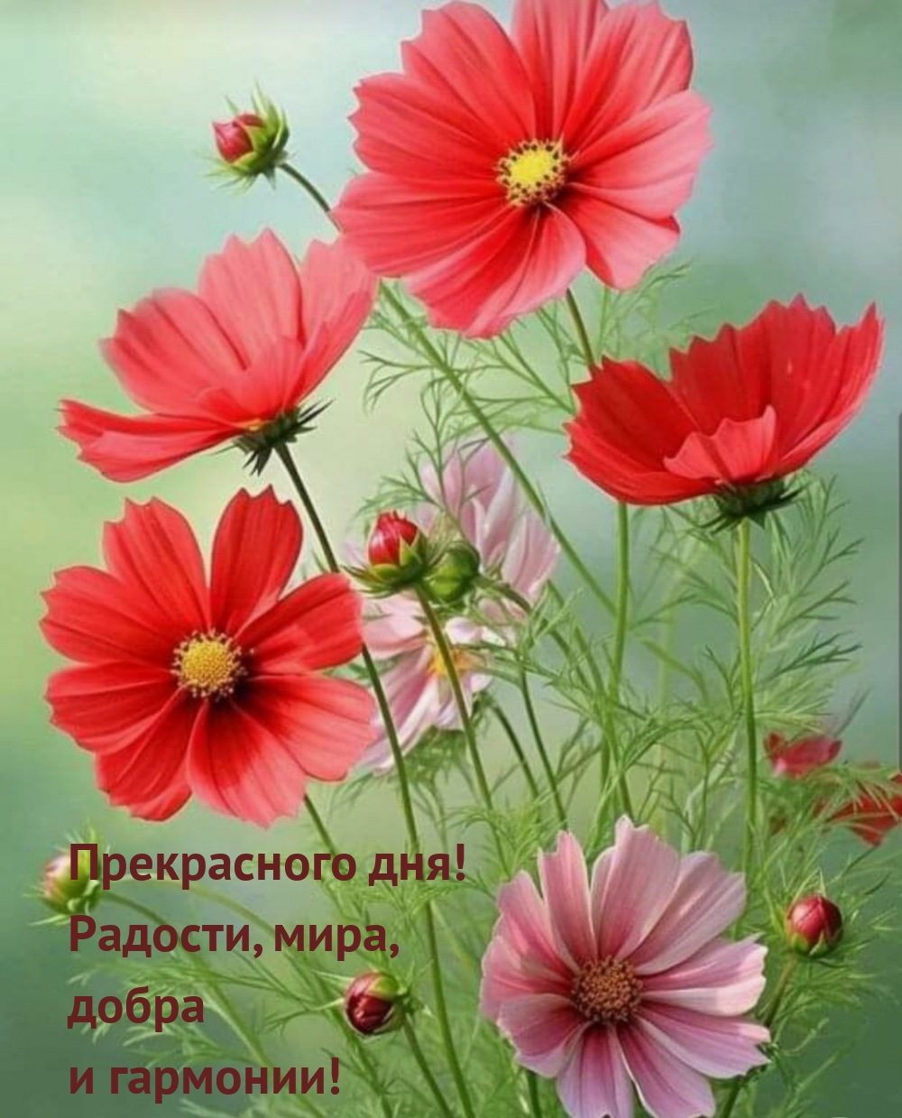 Прекрасного дня! Радости, мира, добра и гармонии!