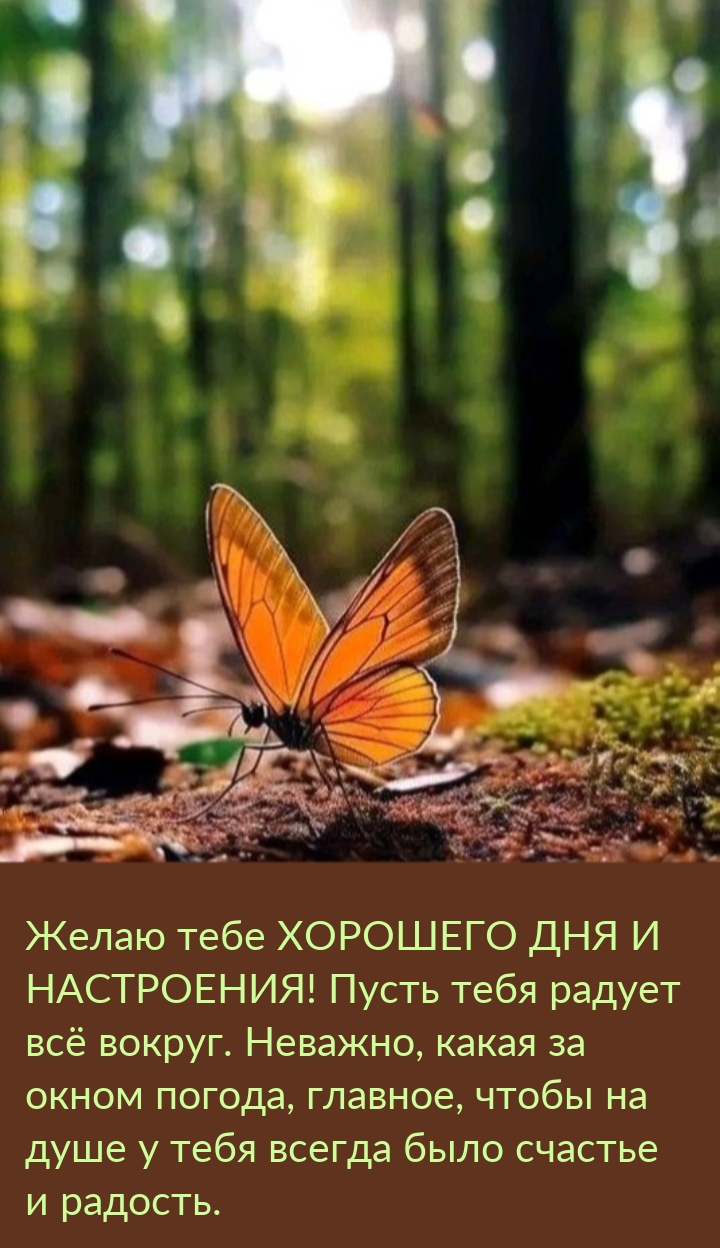 Хорошего дня и настроения! Чтобы на душе у всегда было счастье 