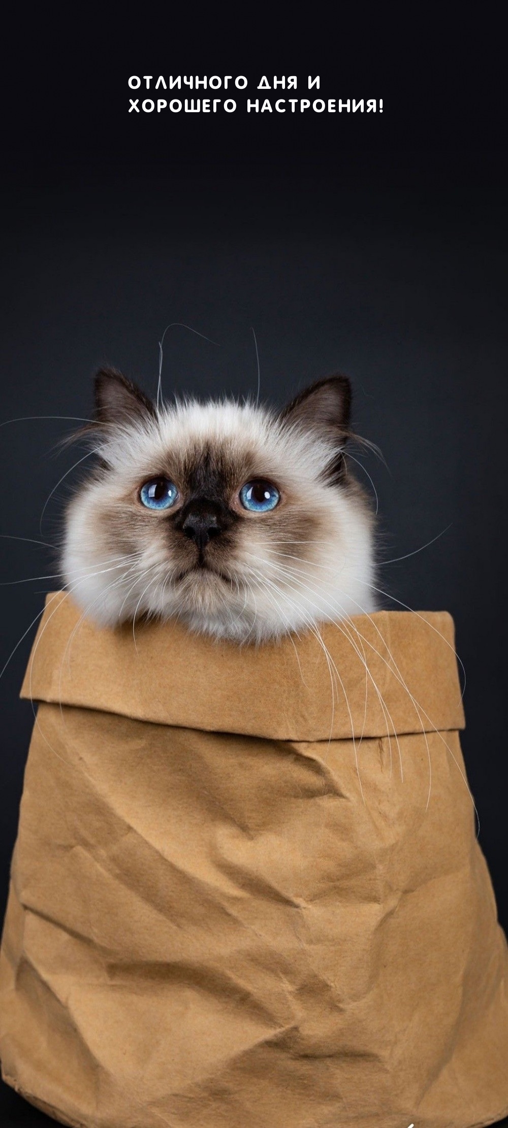 Отличного дня и хорошего настроения!