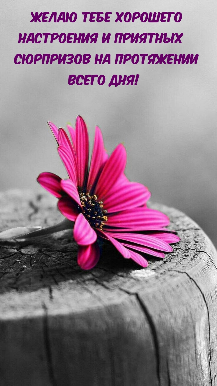 Хорошего настроения и приятных сюрпризов на протяжении всего дня!