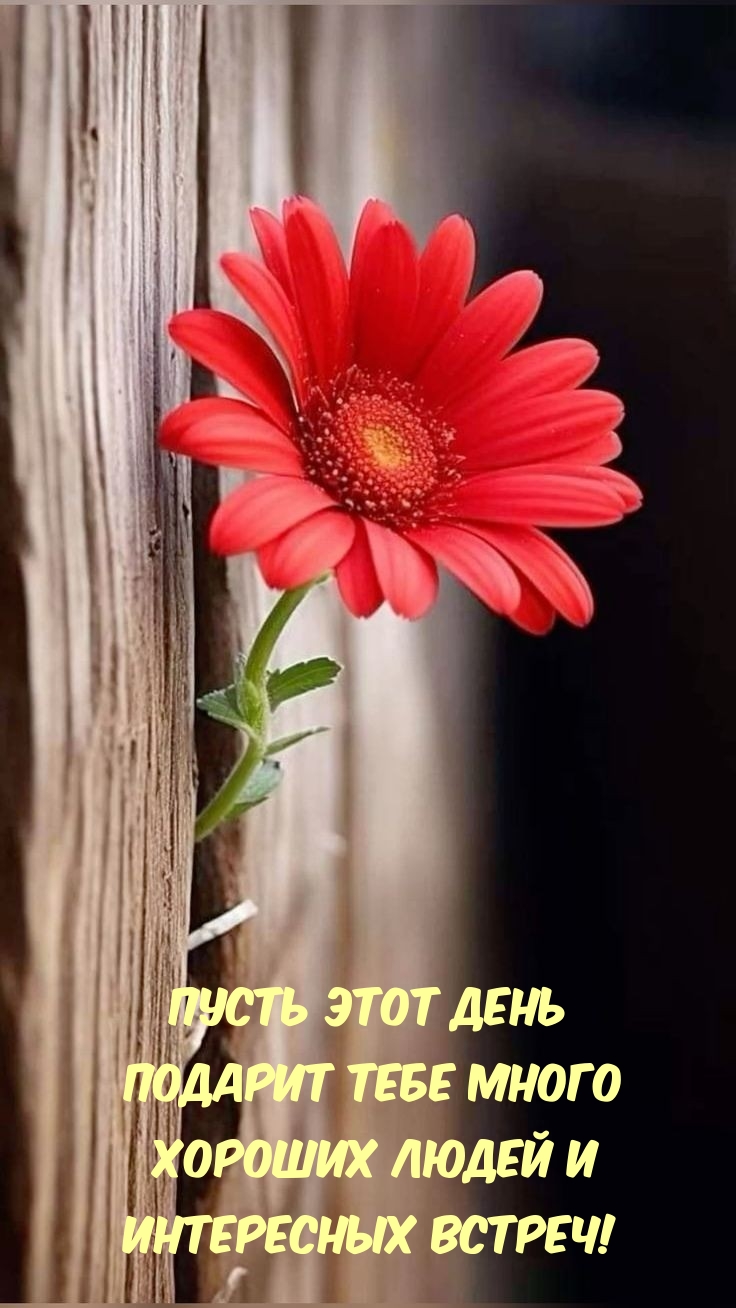 Пусть этот день подарит много хороших людей и интересных встреч!