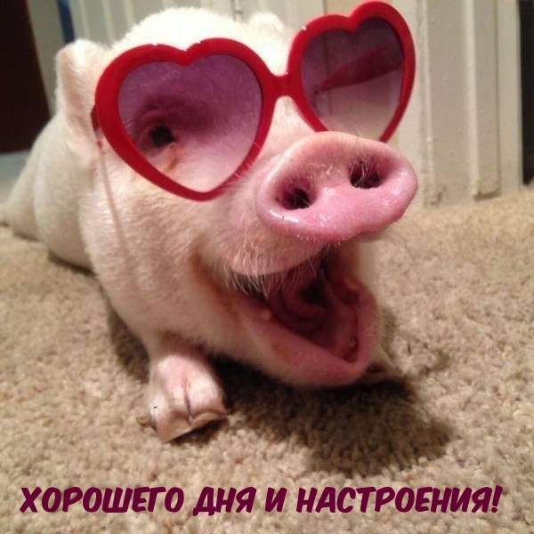 Хорошего дня и настроения!