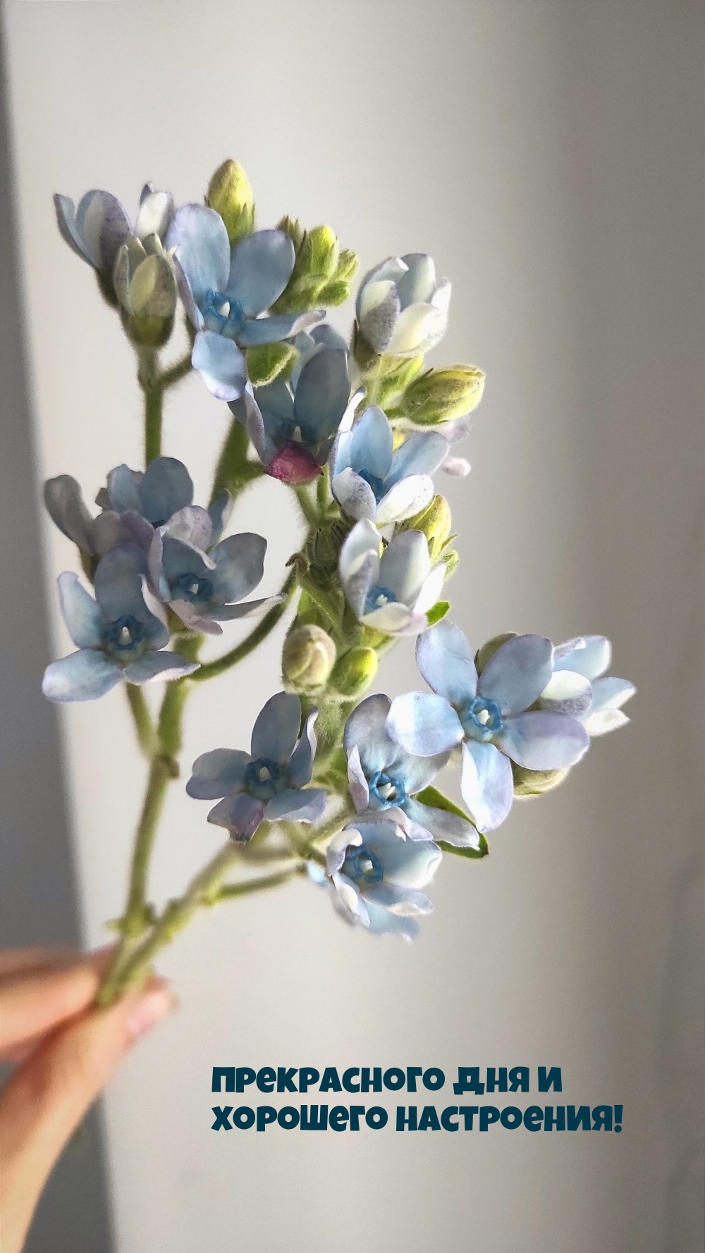 Прекрасного дня и хорошего настроения!