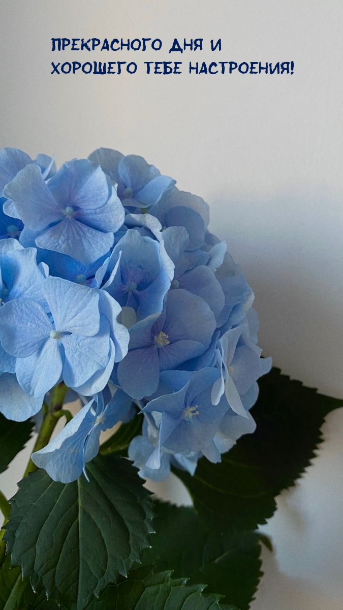 Прекрасного дня и хорошего тебе настроения!