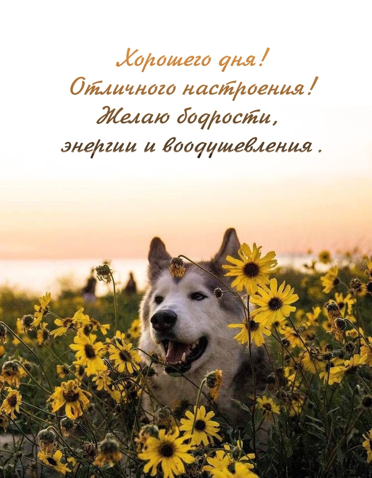 Хорошего дня! Отличного настроения! Желаю бодрости