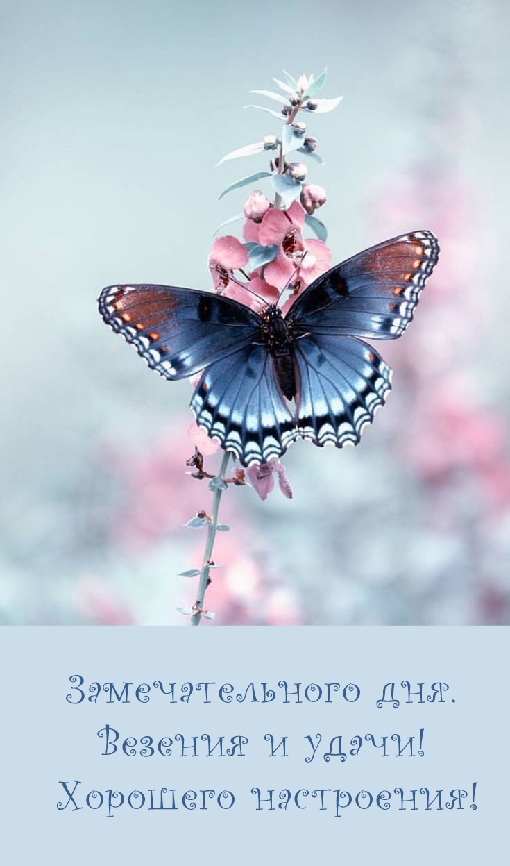 Замечательного дня. Везения и удачи! Хорошего настроения!