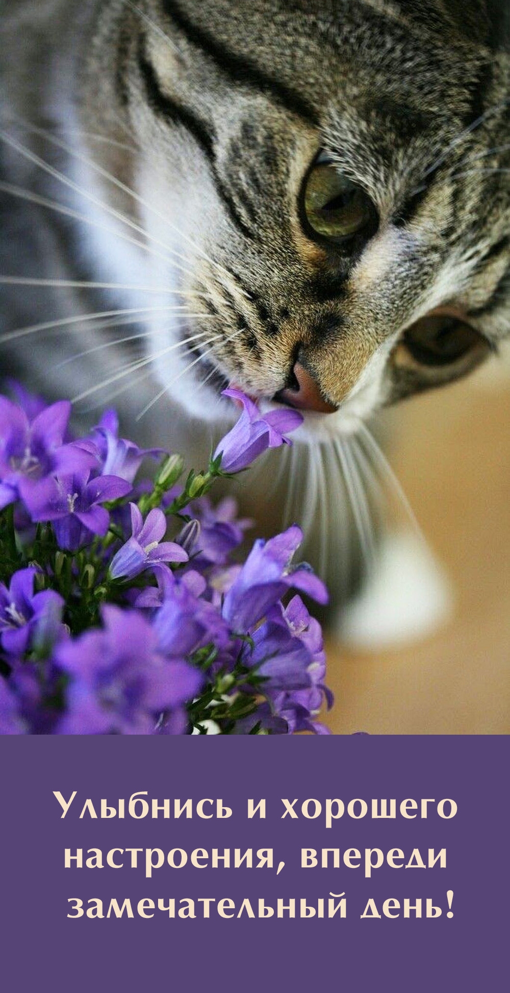 Улыбнись и хорошего настроения, впереди замечательный день!