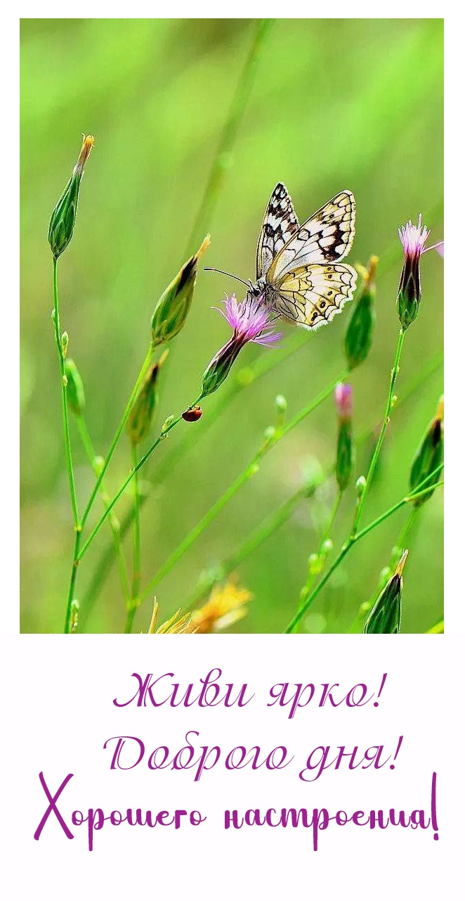 Живи ярко! Доброго дня! Хорошего настроения!