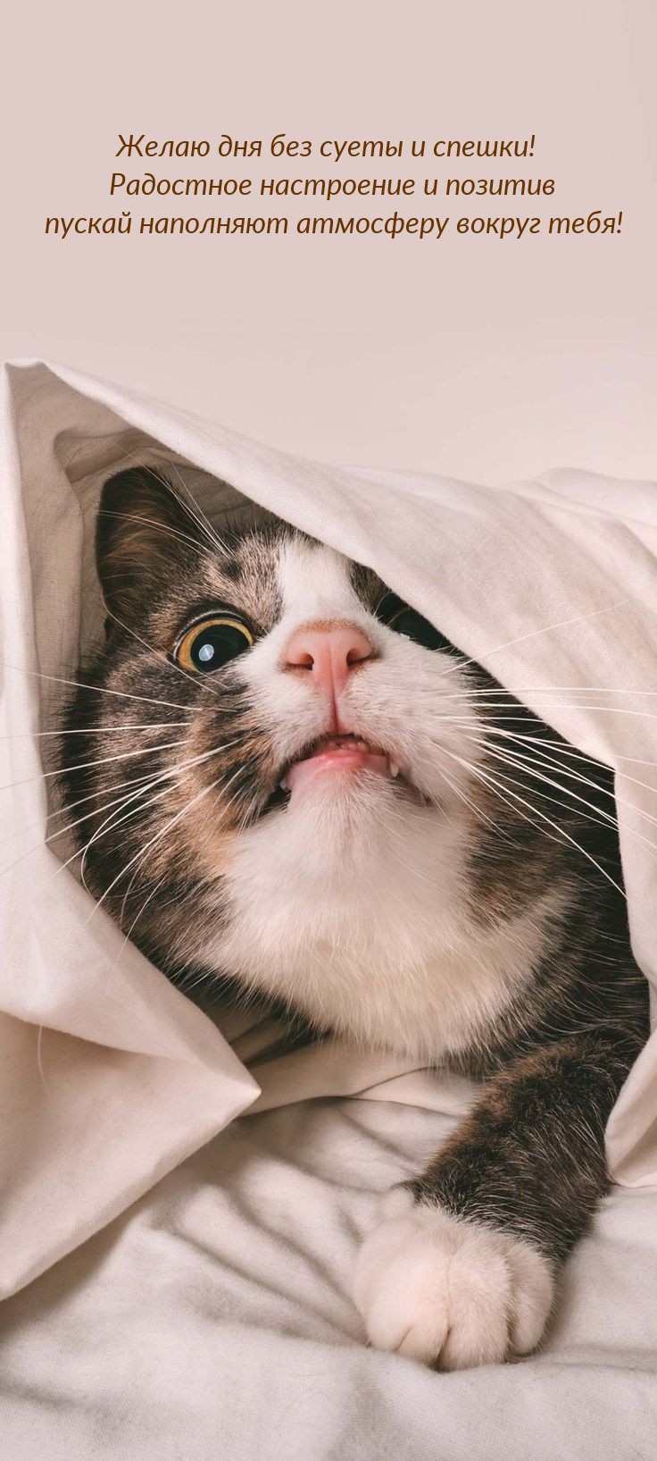 Желаю дня без суеты и спешки! Радостное настроение и позитив 