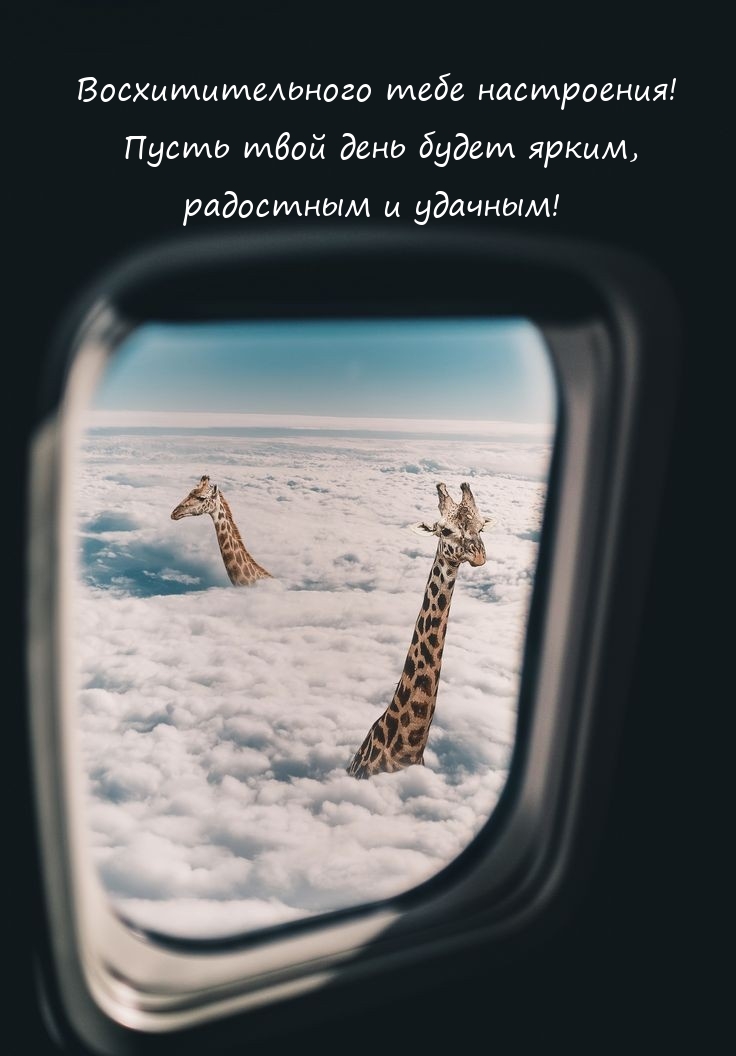 Восхитительного тебе настроения! Пусть твой день будет ярким