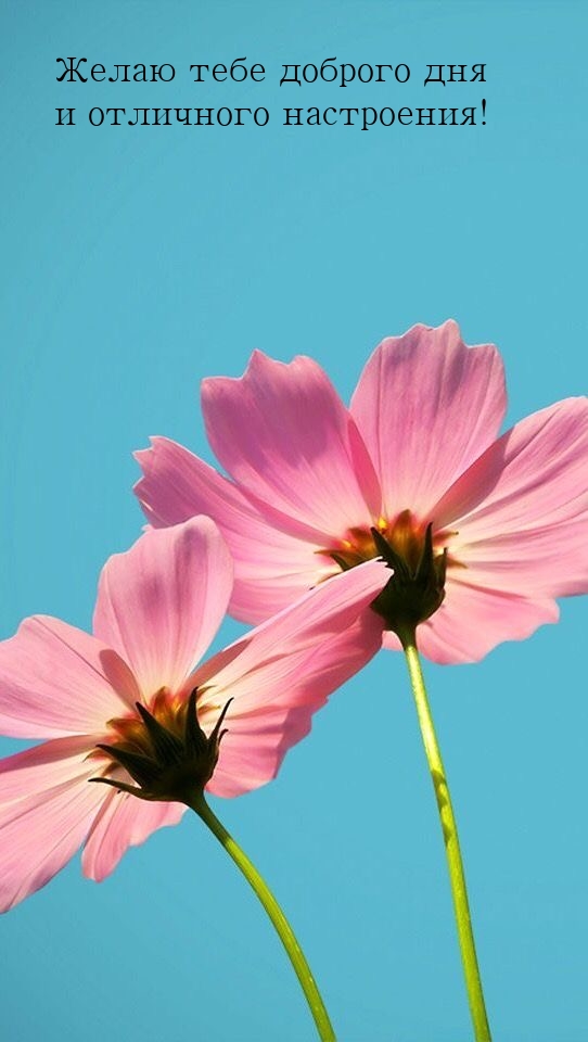 Желаю тебе доброго дня и отличного настроения!