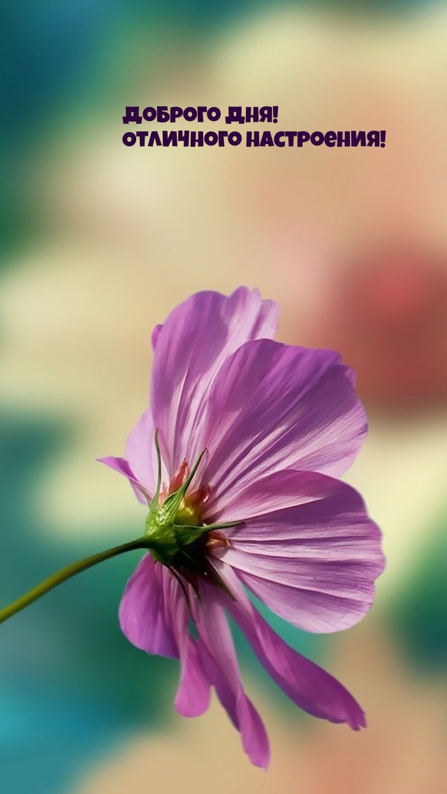 Доброго дня! Отличного настроения!