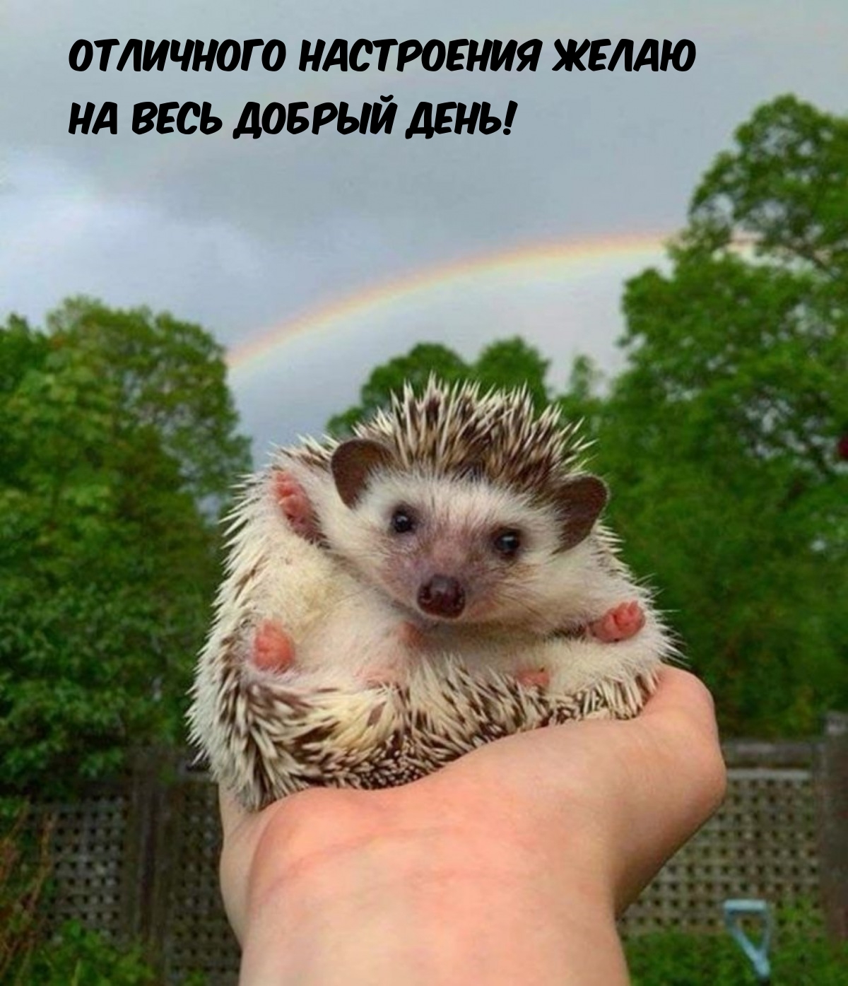 Отличного настроения желаю на весь добрый день!