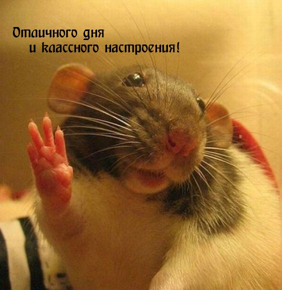 Отличного дня и классного настроения!