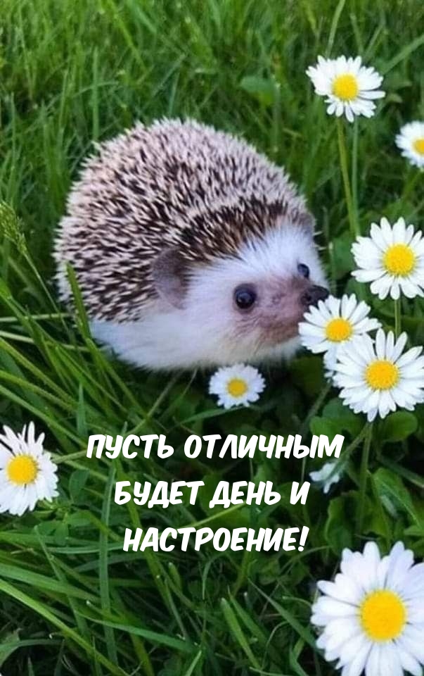 Пусть отличным будет день и настроение!