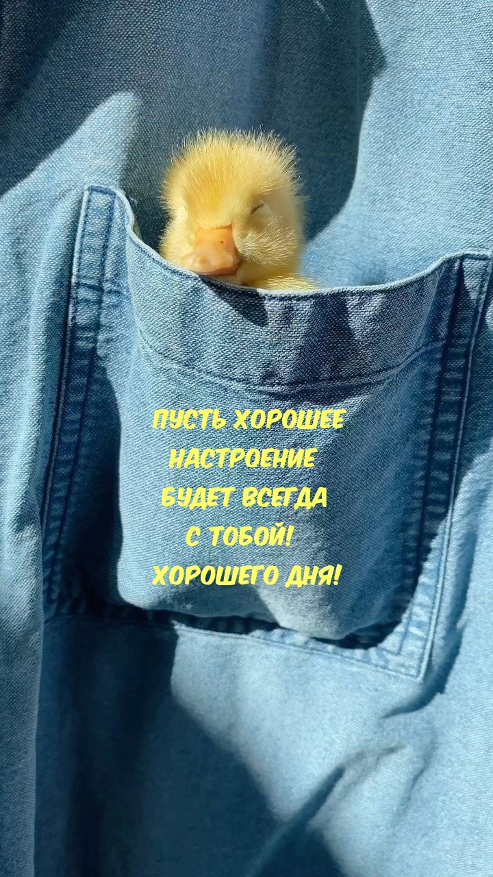 Пусть хорошее настроение будет всегда с тобой! Хорошего дня!