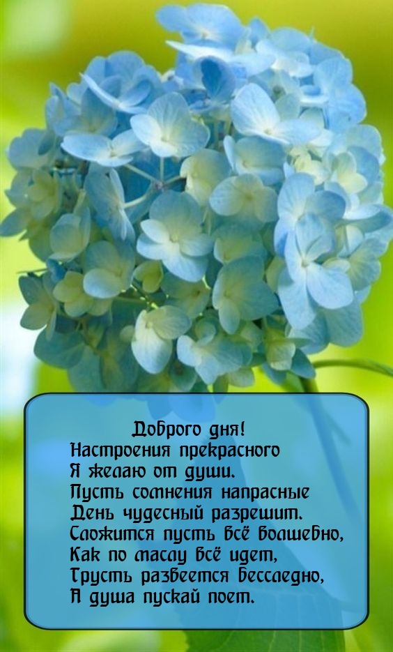 Доброго дня! Настроения прекрасного я желаю от души.