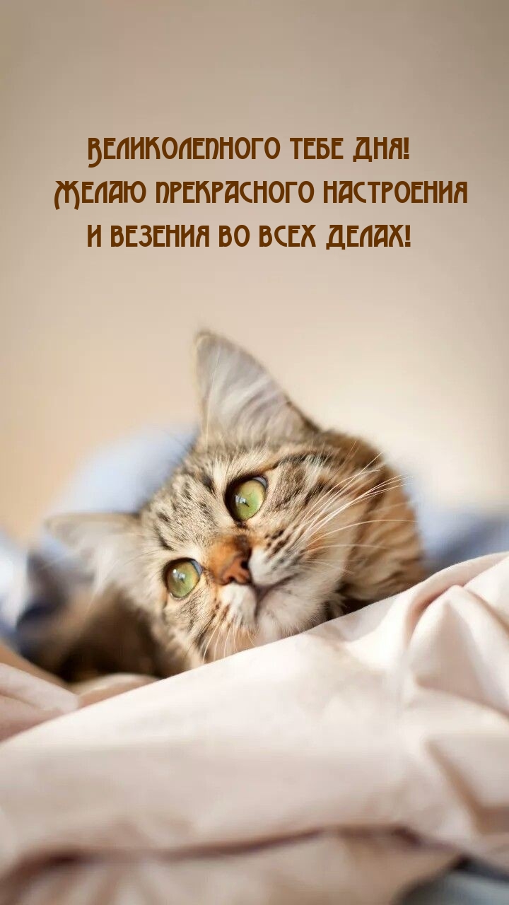Великолепного тебе дня! Желаю прекрасного настроения
