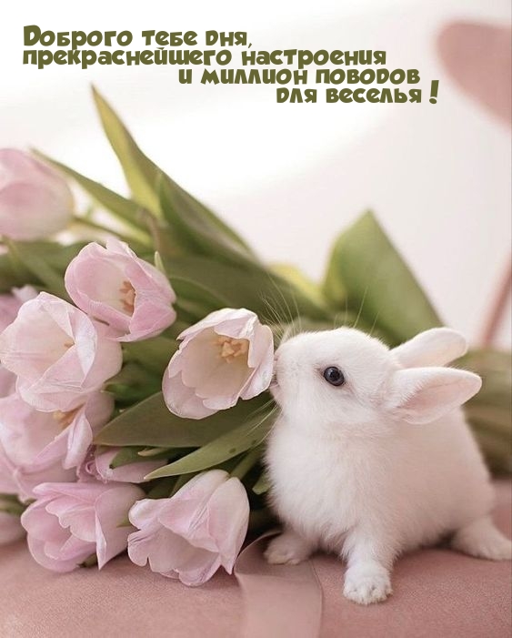 Доброго тебе дня, прекраснейшего настроения