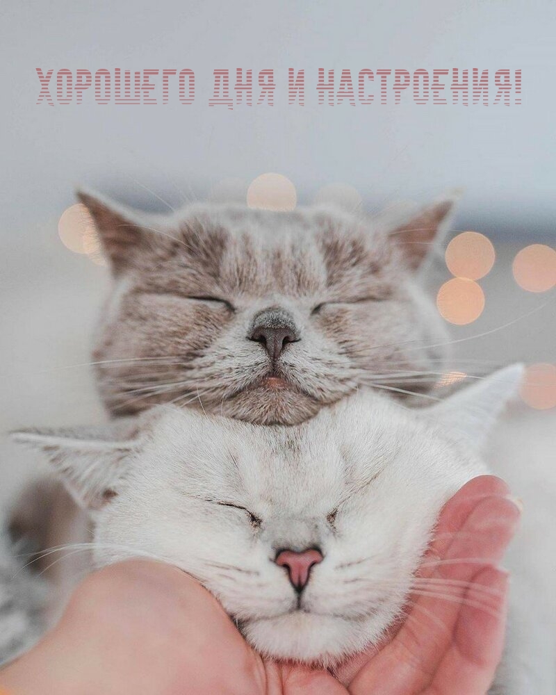Хорошего дня и настроения!