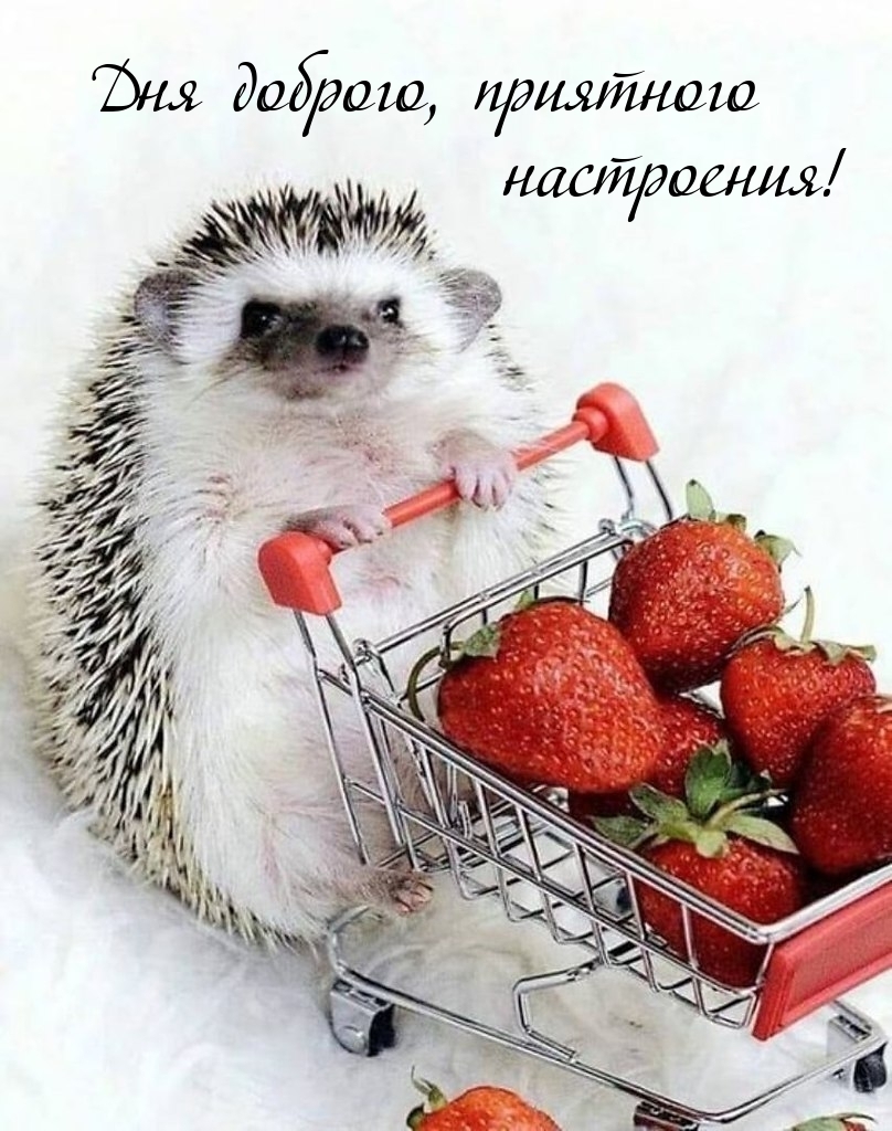 Дня доброго, приятного настроения!