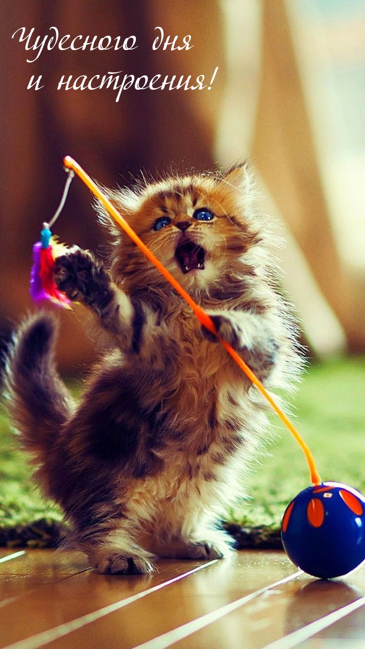 Чудесного дня и настроения!