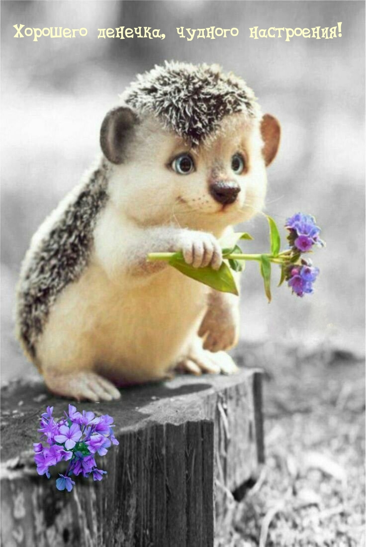 Хорошего денечка, чудного настроения!