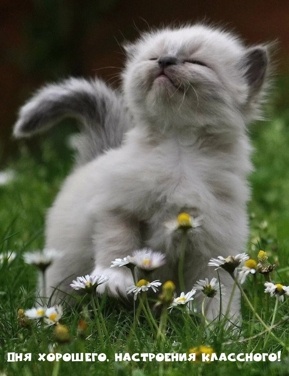 Дня хорошего, настроения классного!