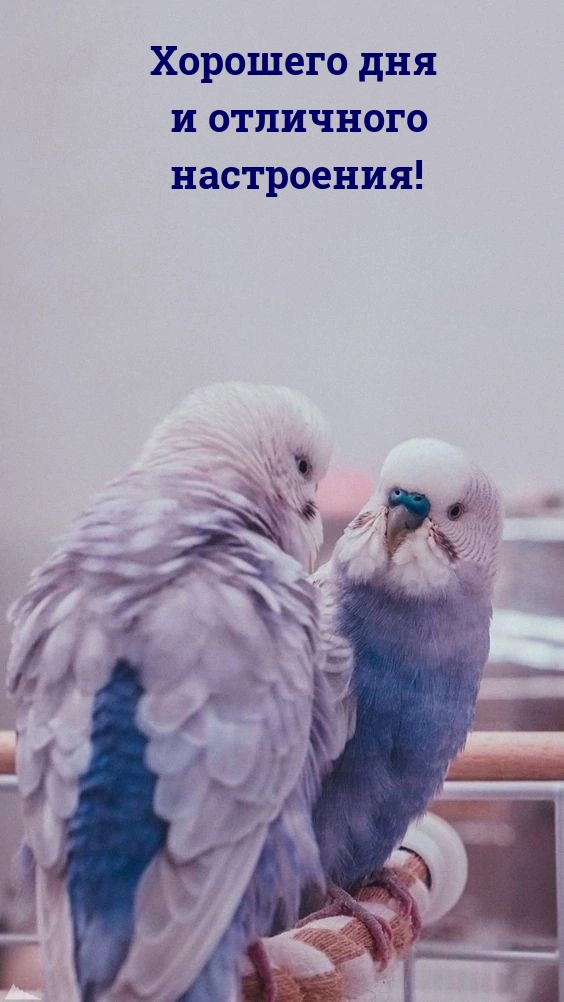 Хорошего дня и отличного настроения!