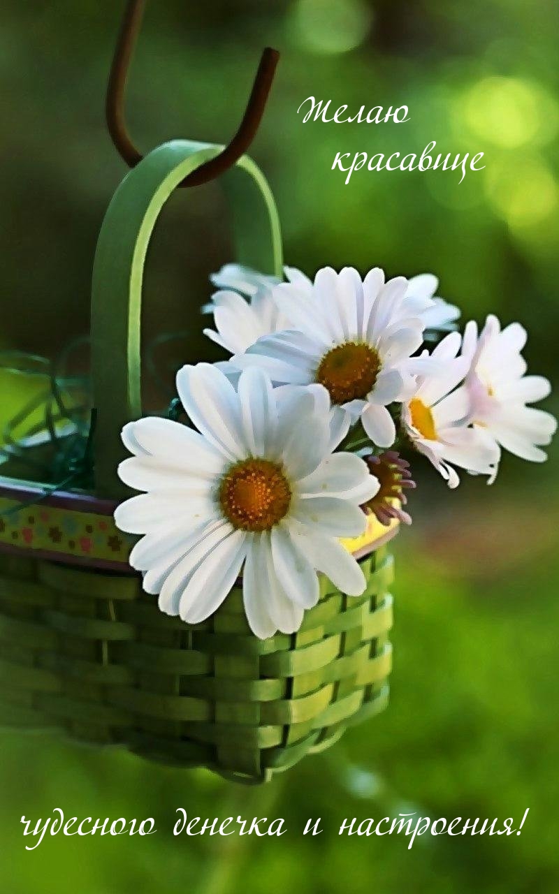 Желаю красавице чудесного денечка и настроения!