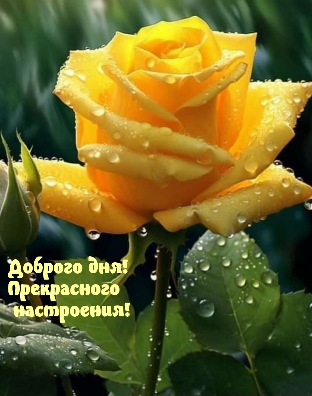 Доброго дня! Прекрасного настроения!