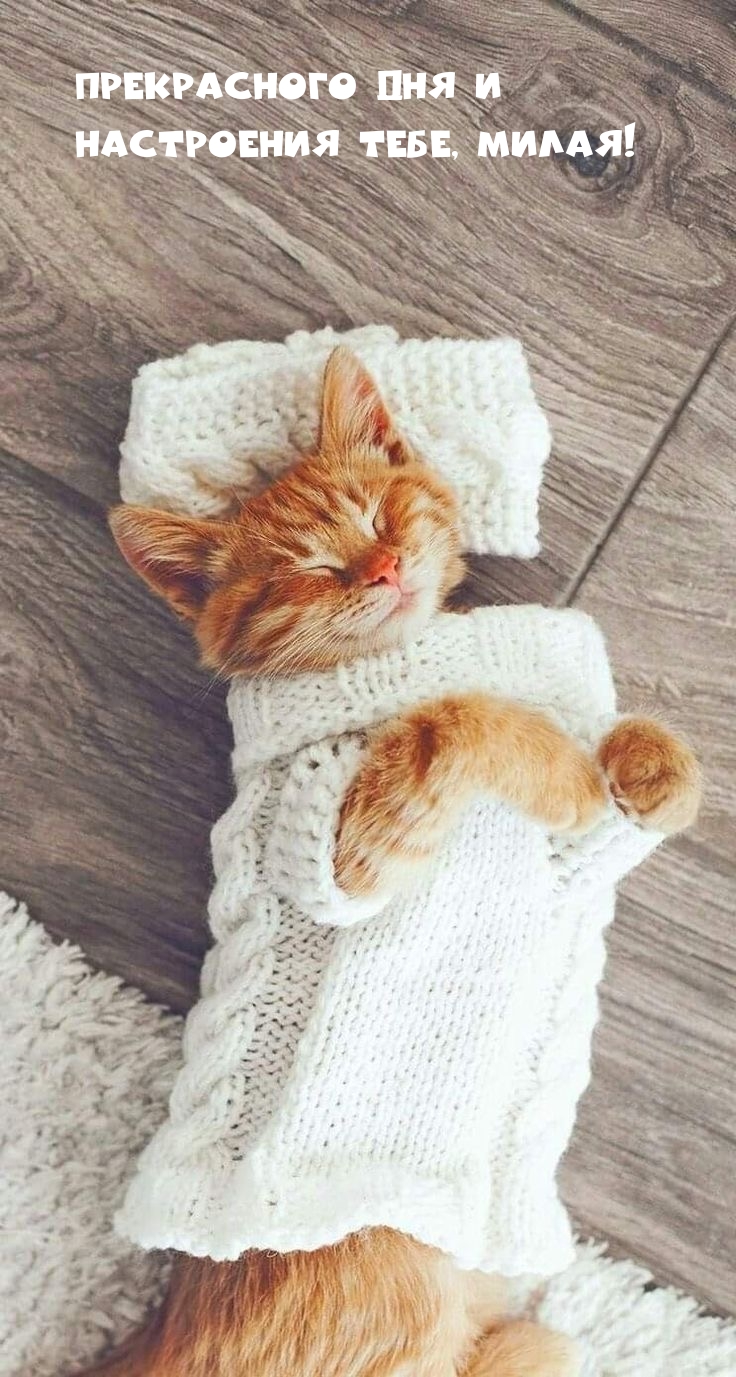 Прекрасного дня и настроения тебе, милая!