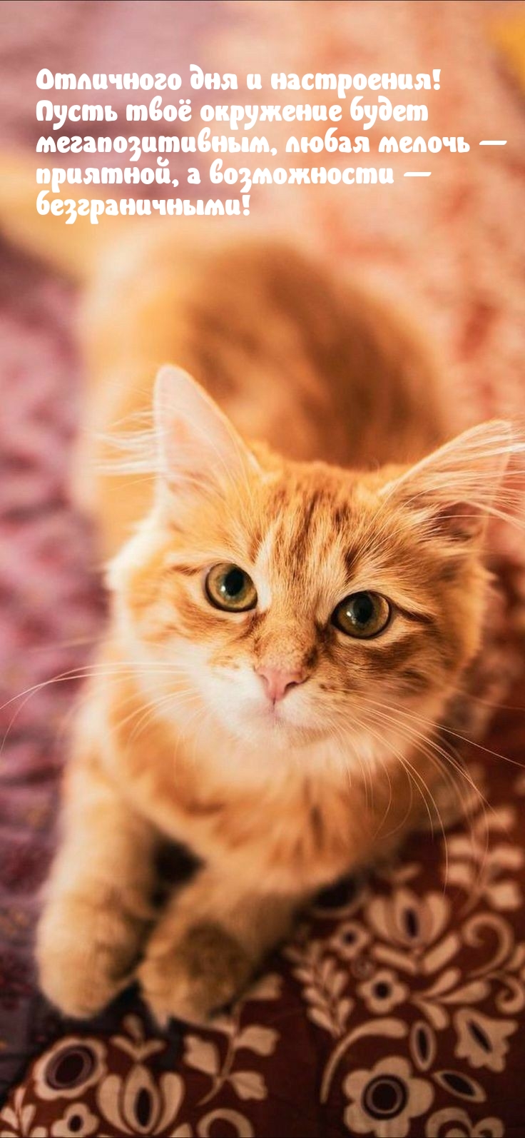 Отличного дня и настроения! Пусть окружение будет мегапозитивным