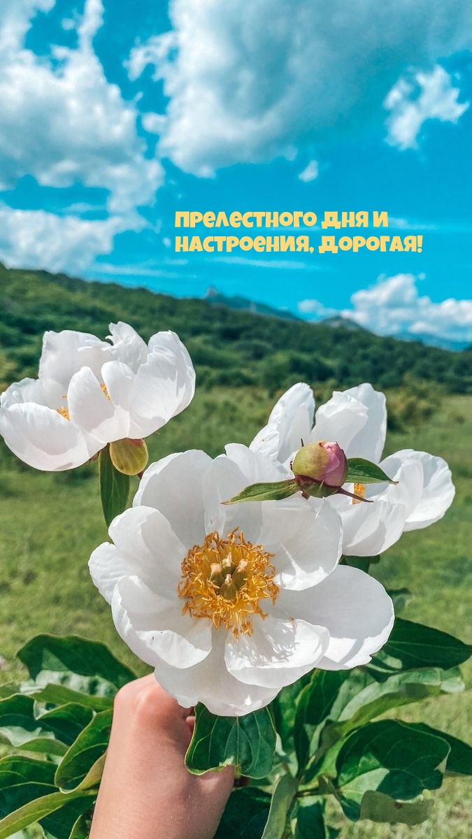 Прелестного дня и настроения, дорогая!