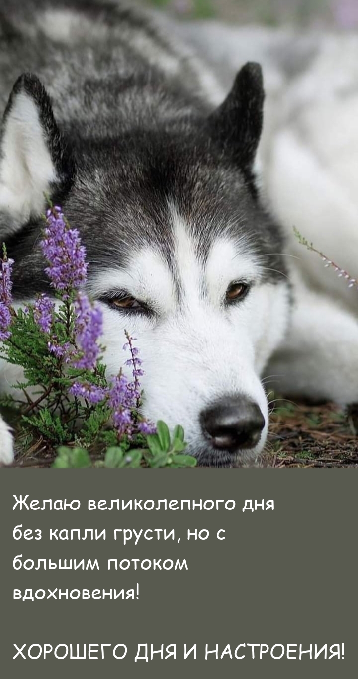 Хорошего дня и настроения! Желаю великолепного дня без капли грусти
