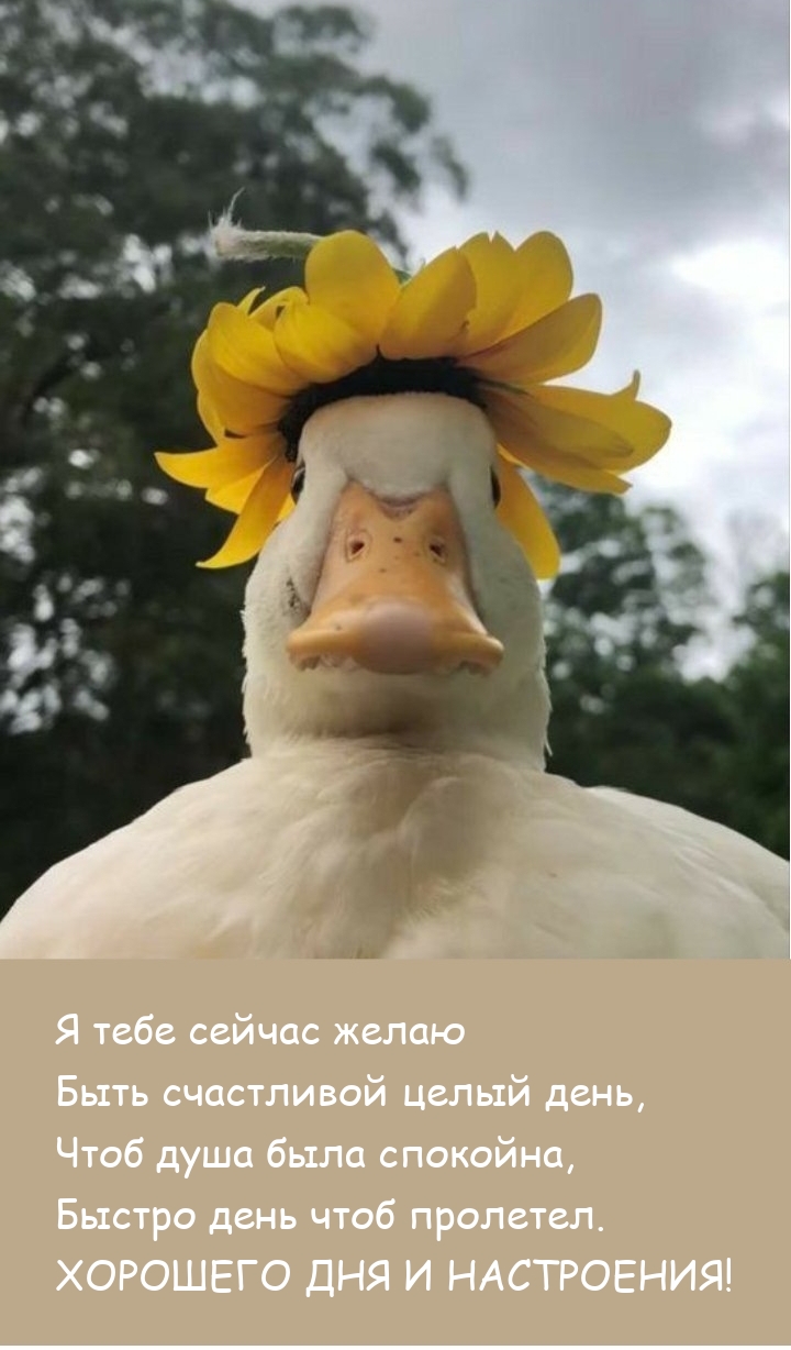 Хорошего дня и настроения! Я тебе сейчас желаю быть счастливой 