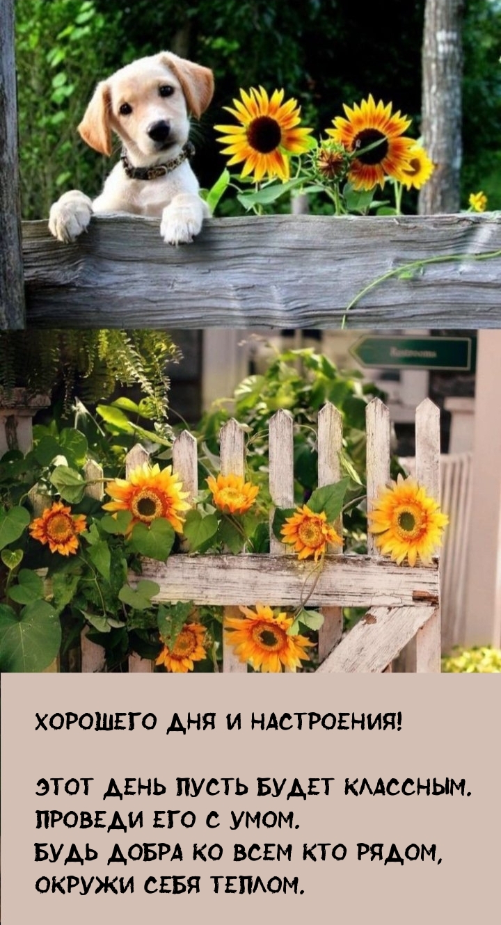 Хорошего дня и настроения! Этот день пусть будет классным.