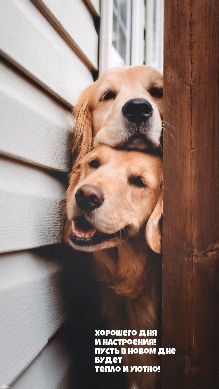 Хорошего дня и настроения! Пусть в новом дне будет уютно!