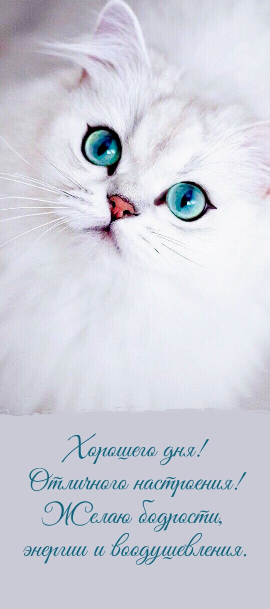 Хорошего дня! Отличного настроения! Желаю бодрости