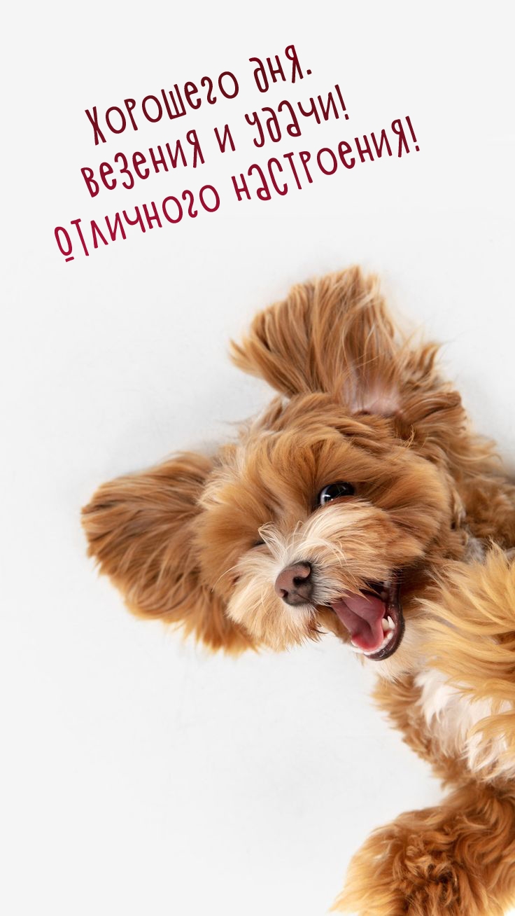 Хорошего дня. Везения и удачи! Отличного настроения!