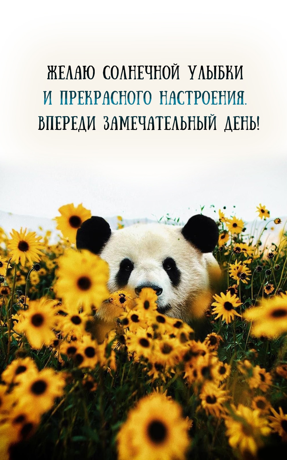 Желаю солнечной улыбки и прекрасного настроения.