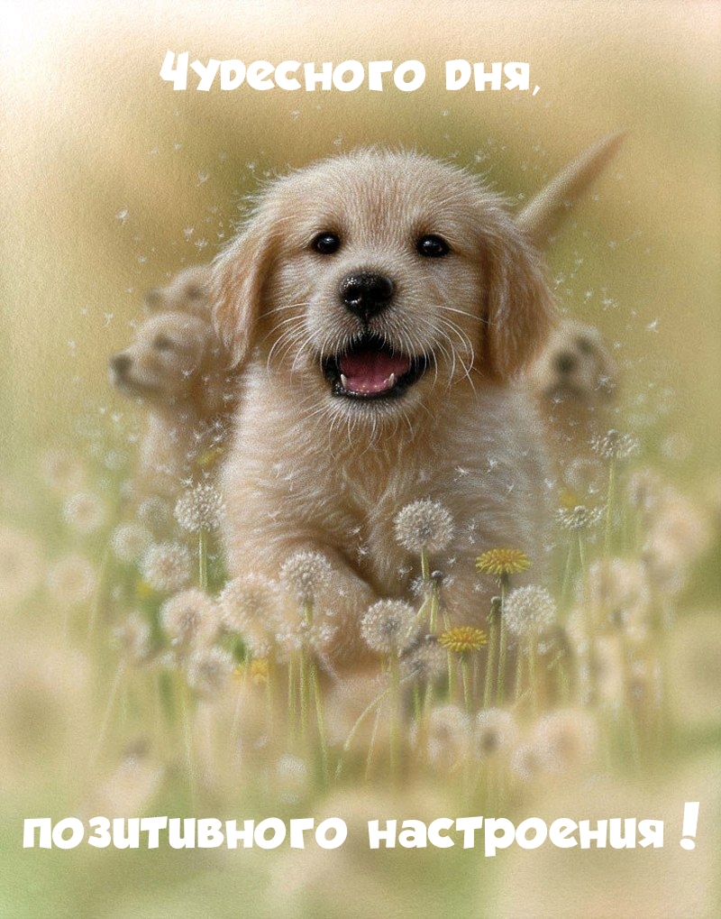 Чудесного дня, позитивного настроения!