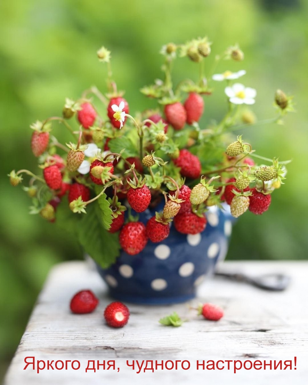 Яркого дня, чудного настроения!