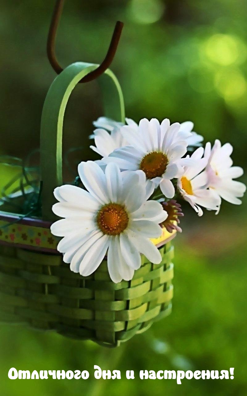 Отличного дня и настроения!