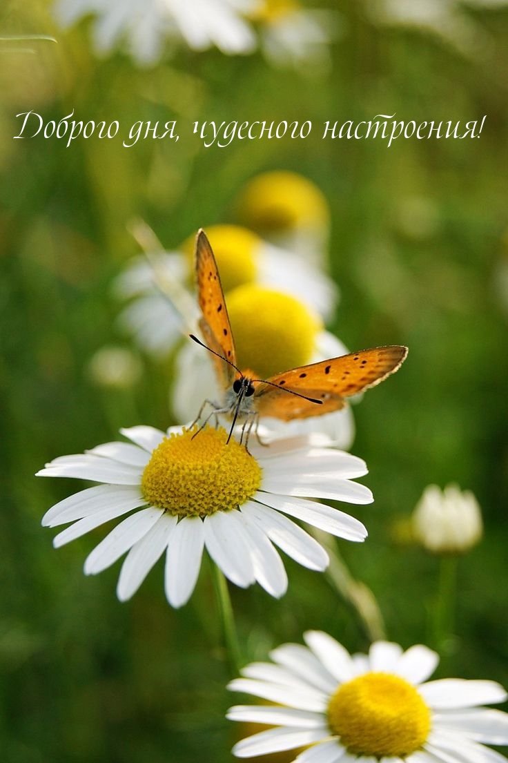 Доброго дня, чудесного настроения!